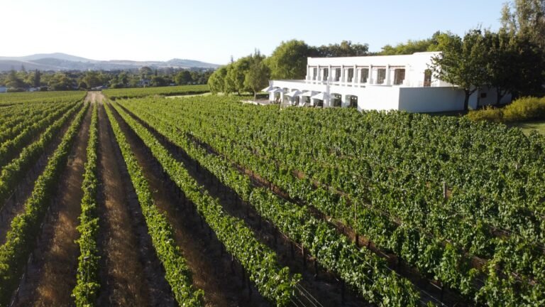 Exploring the Best Vineyards to Visit for Wine Lovers